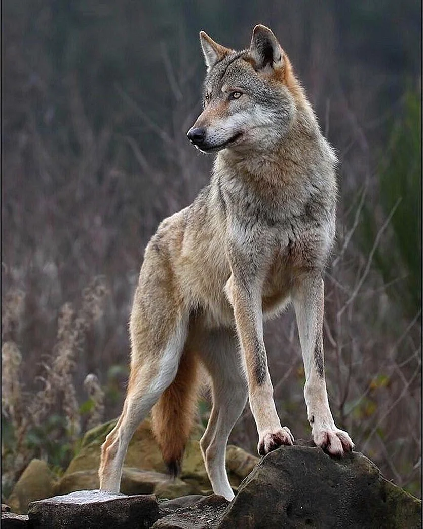 Сочинские волки