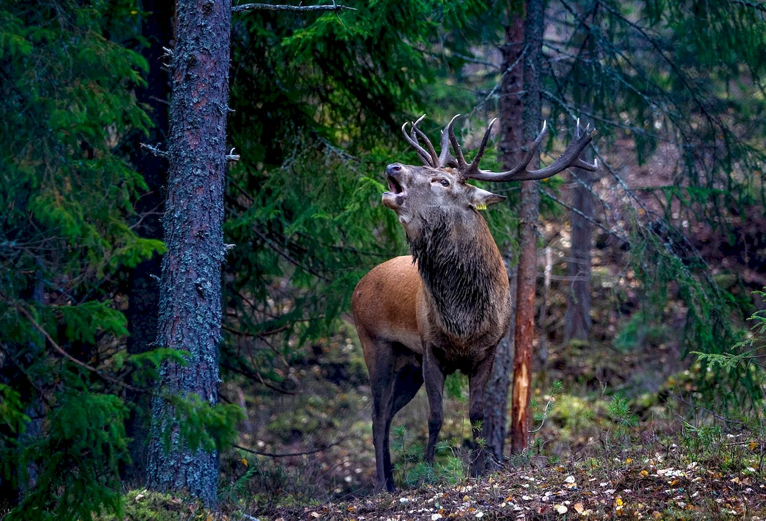 Сочинский национальный парк благородный олень