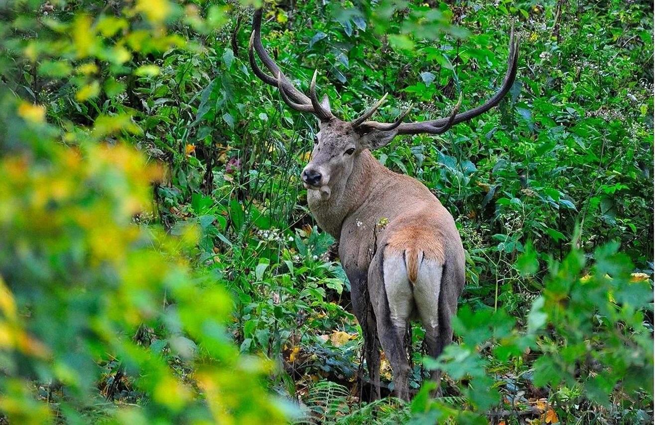Сочинский национальный парк кавказский благородный олень