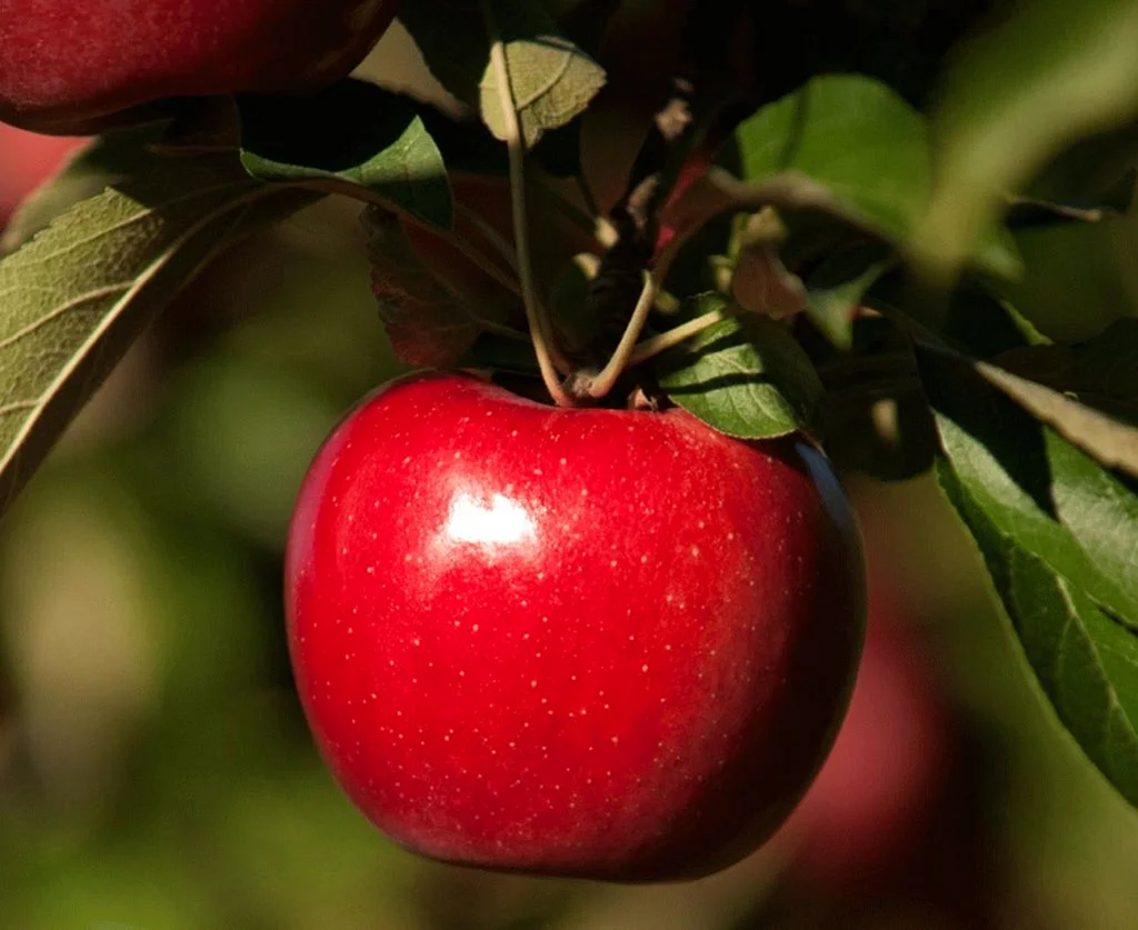 Сочное красное яблоко