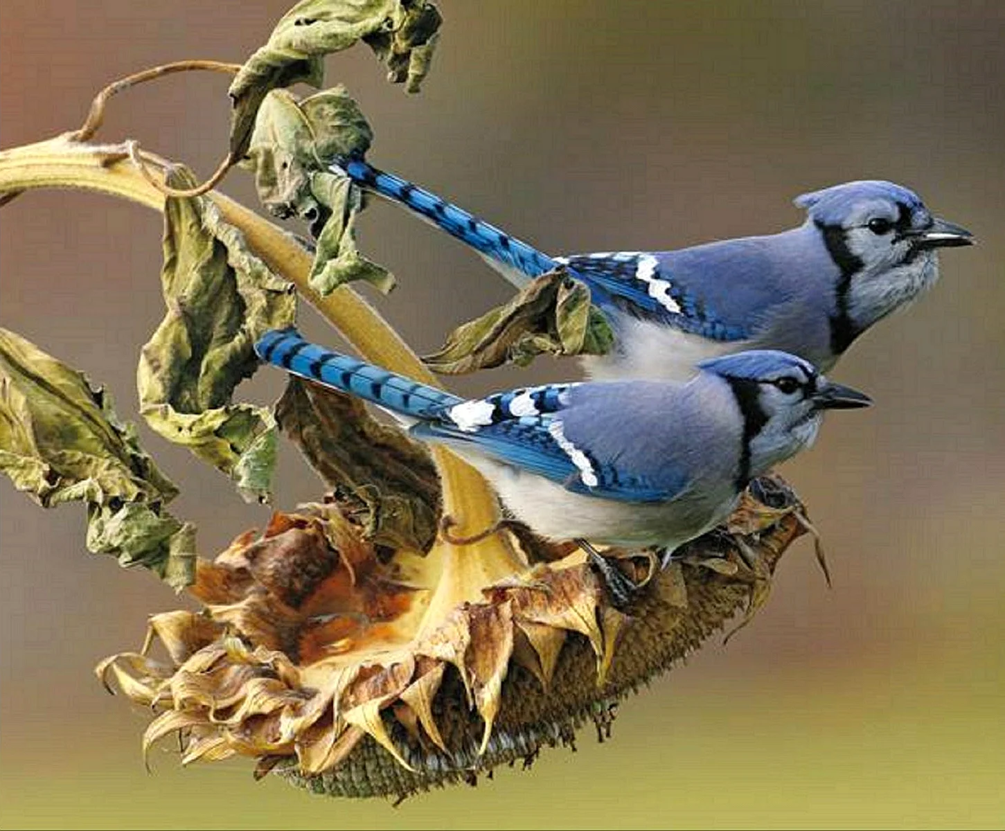 Сойка голубая гнездование