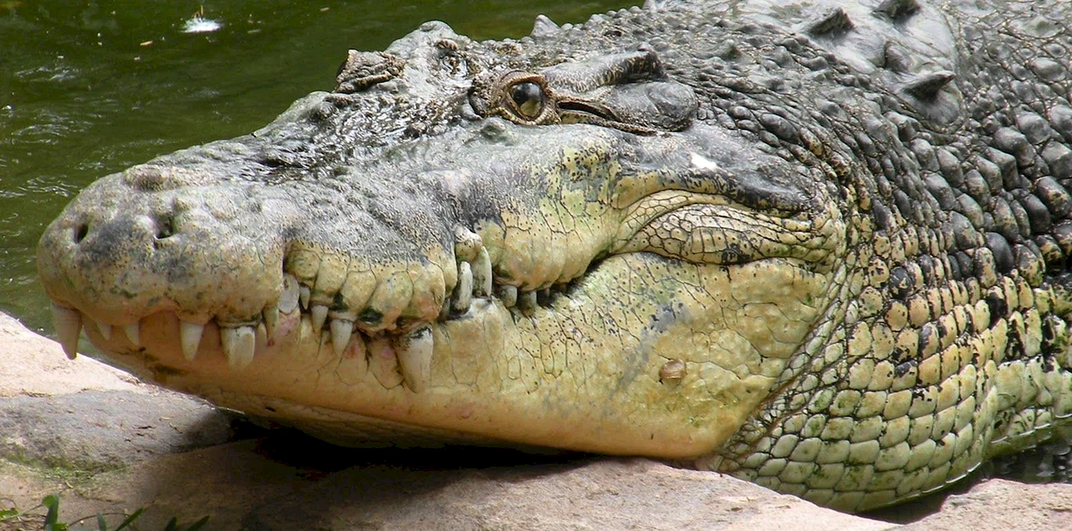 Солти крокодил морской