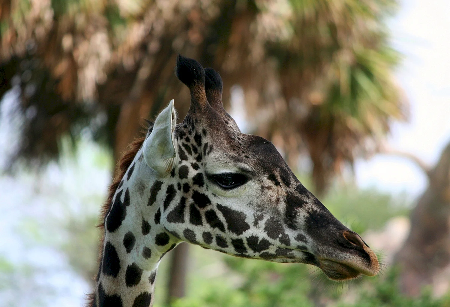 Сомалийский Жираф