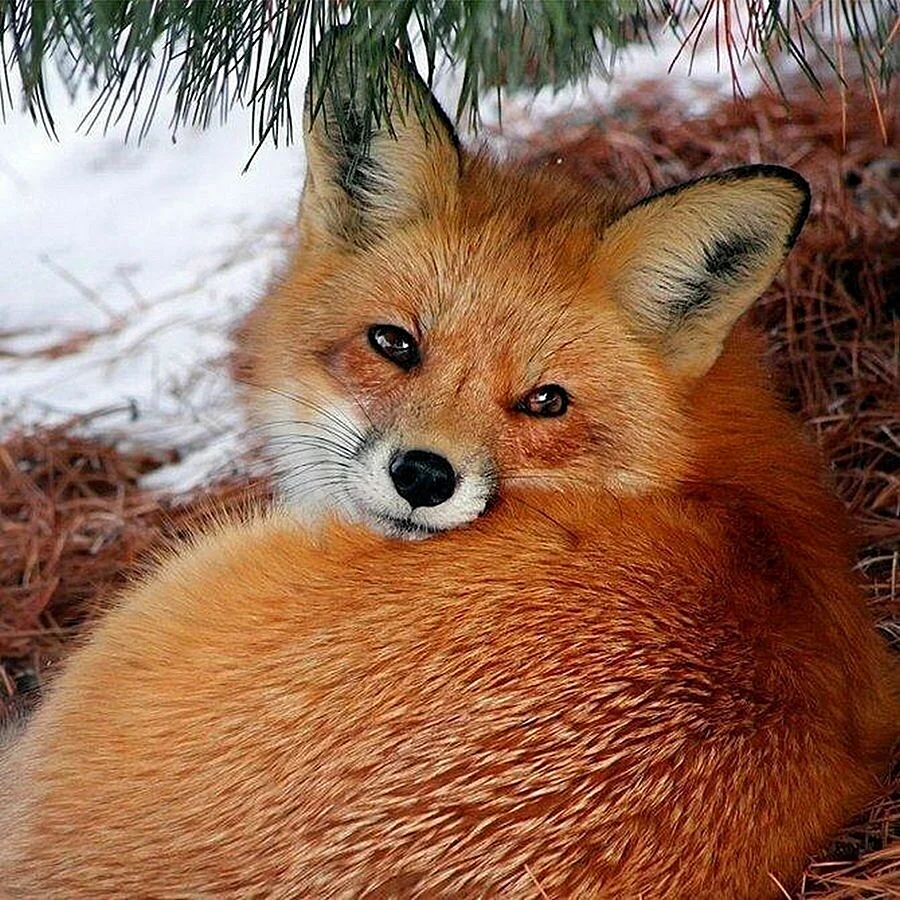 Соня лисица