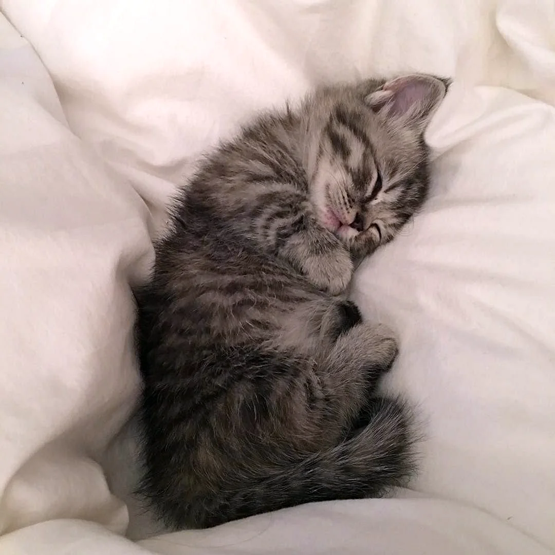 Сонный котенок
