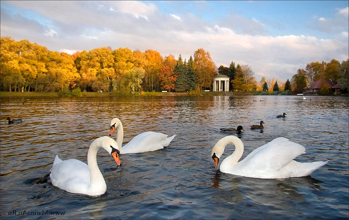 Сормовский парк Лебединое озеро