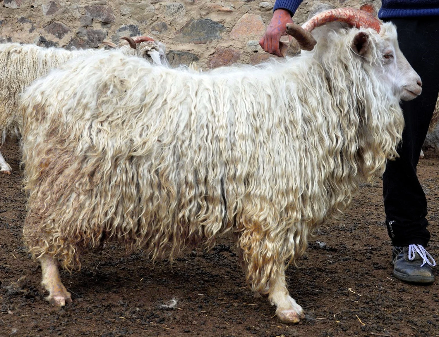 Советская шерстная коза
