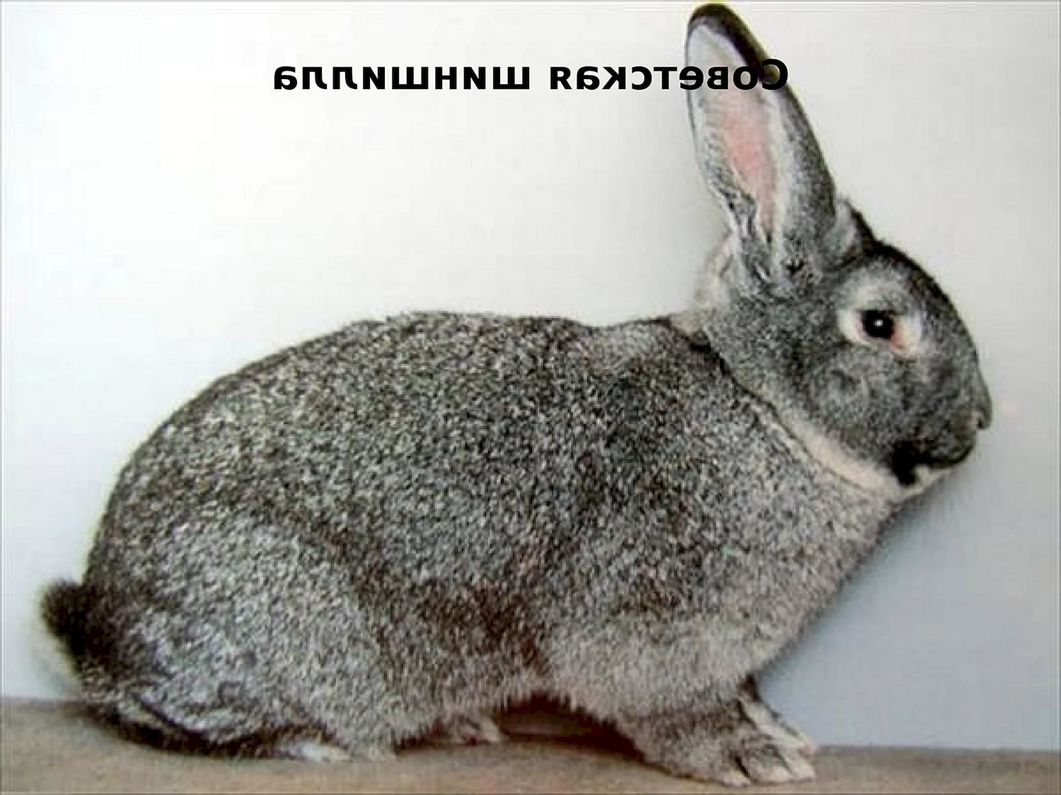 Советская шиншилла кролик белая
