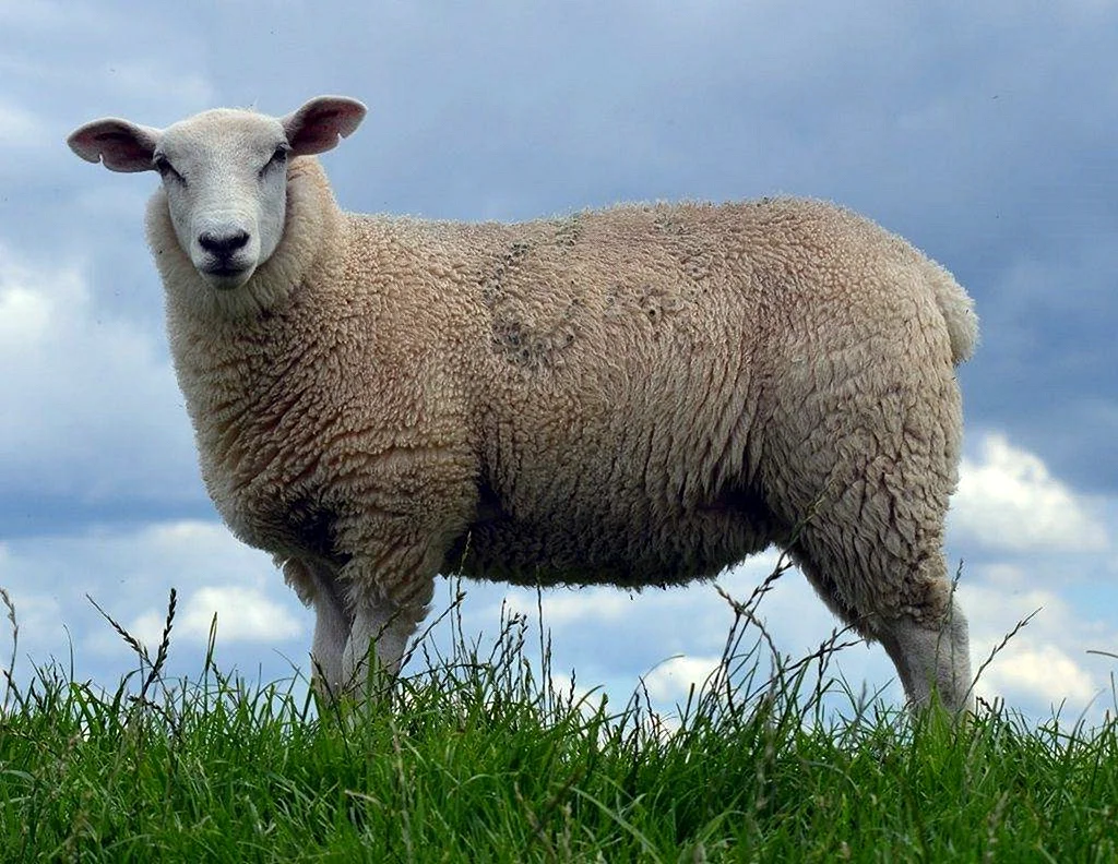 Советский меринос порода овец