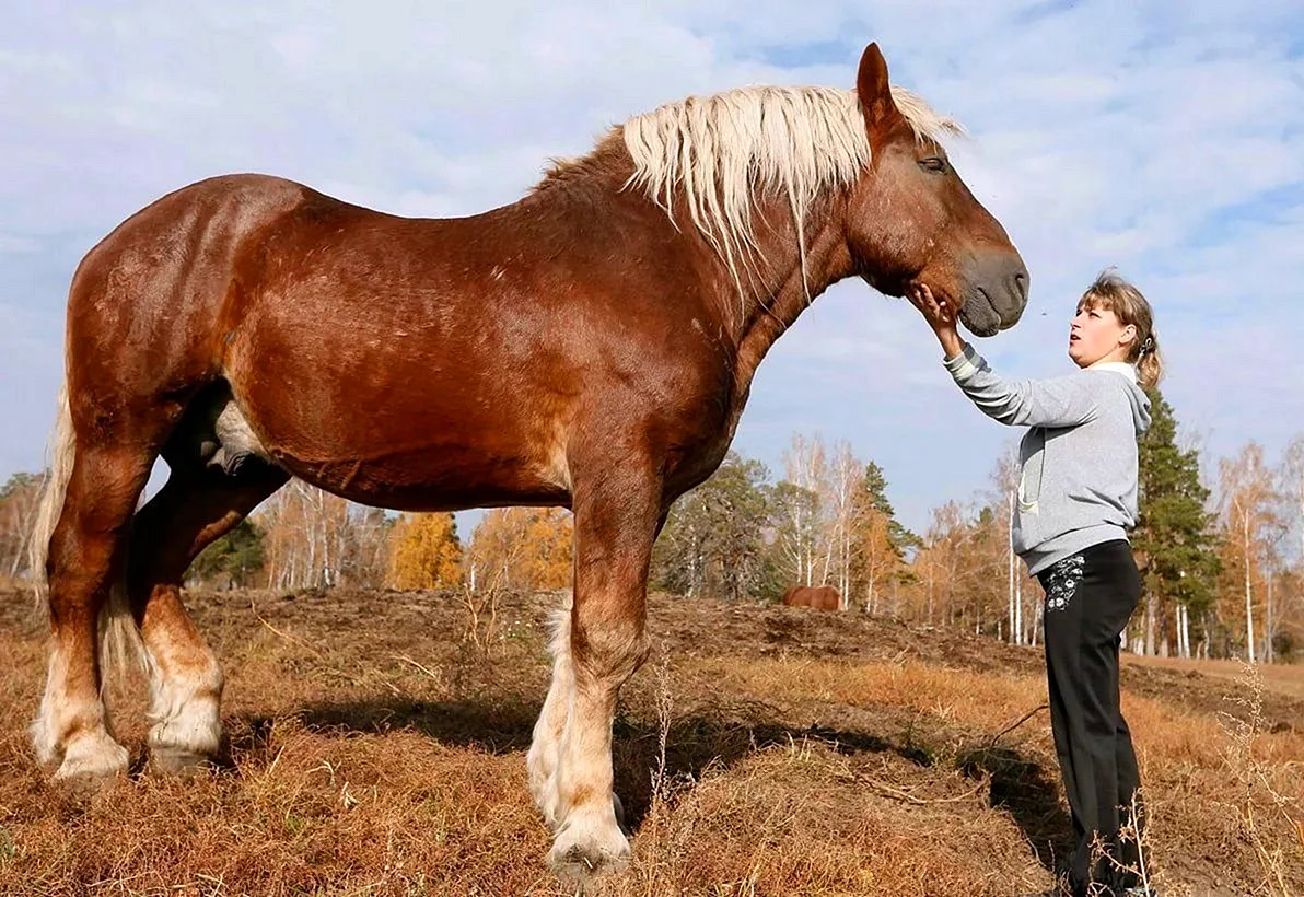 Советский тяжеловоз порода лошадей
