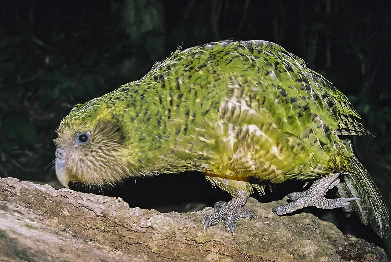 Совиный попугай какапо