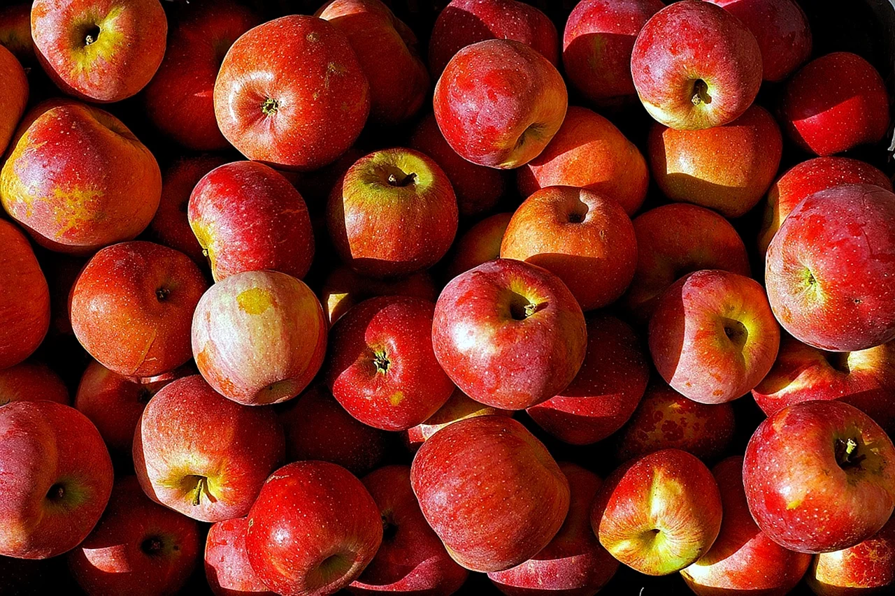 Спелые яблоки