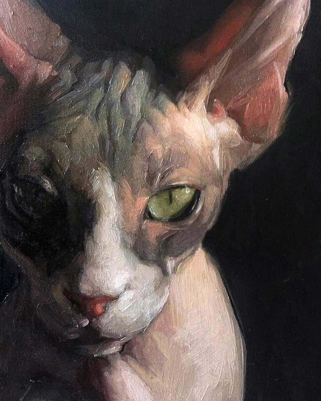 Sphynx Cat portrait