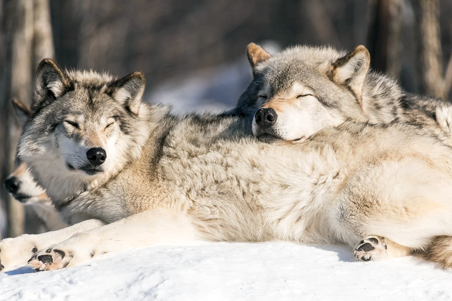 Спящие волки