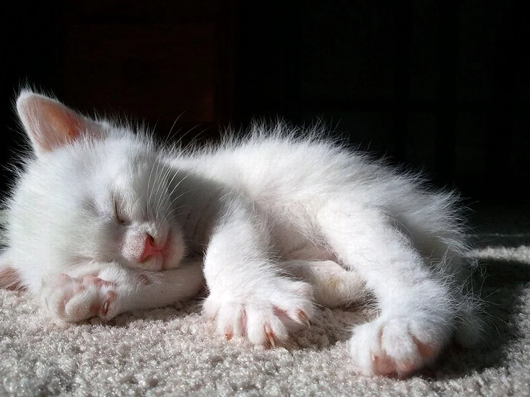 Спящий белый котенок