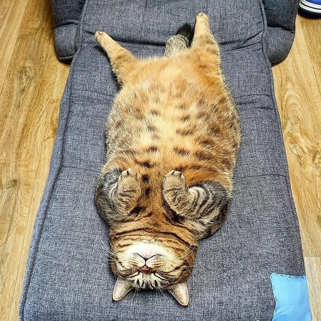 Спящий толстый кот