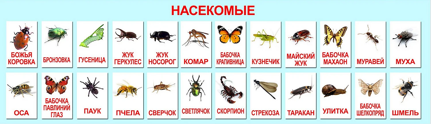 Список насекомых для детей