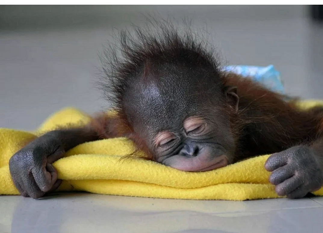 Спокойной ночи обезьяна