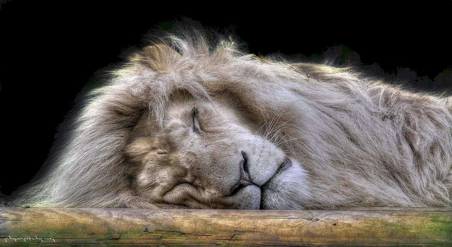 Спокойный Лев