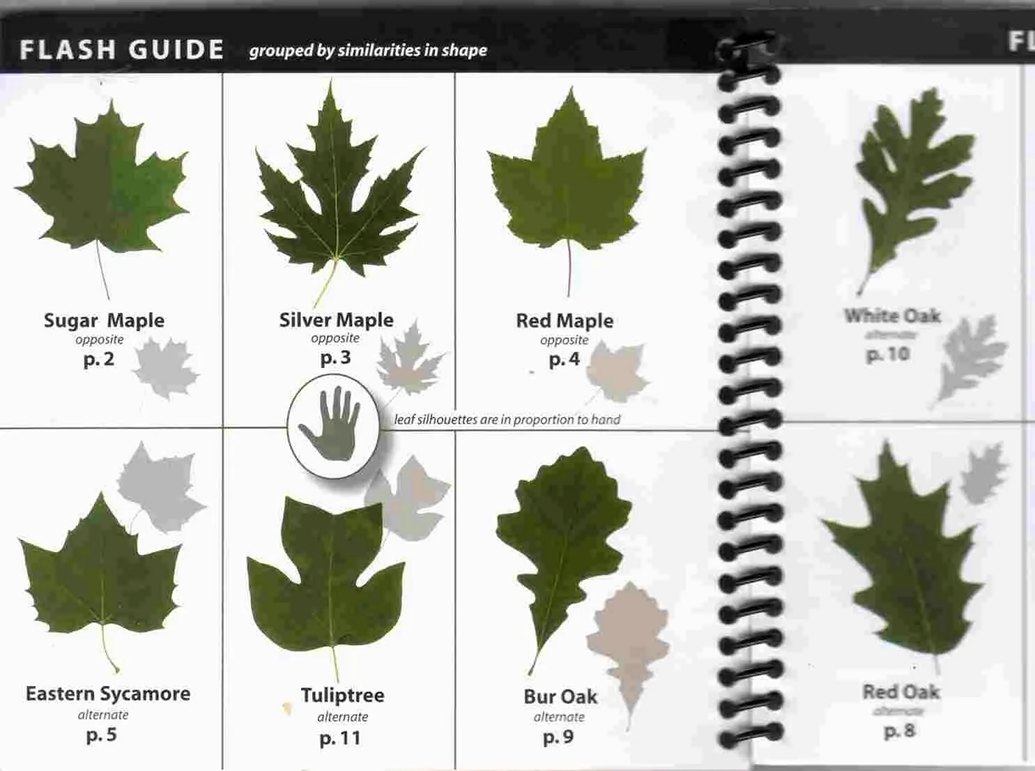 Сравнение листьев деревьев таблица