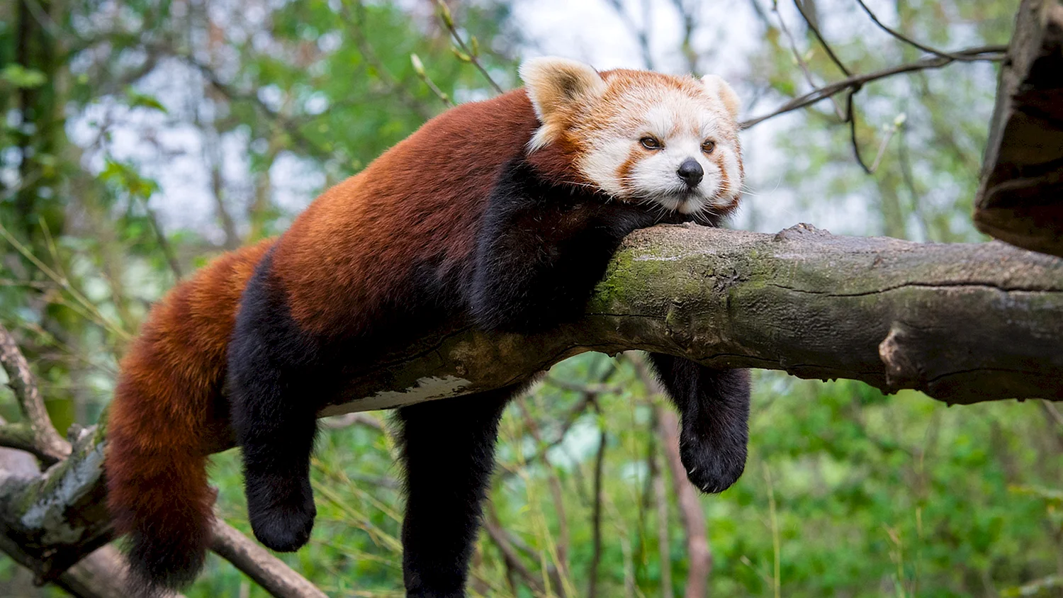 Среда обитания красной панды