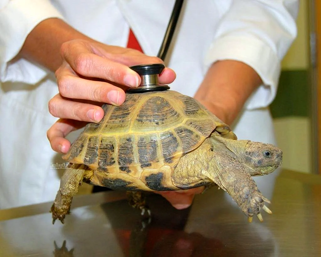 Среднеазиатская черепаха болезни