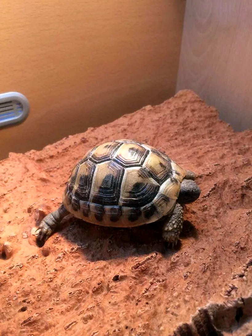 Среднеазиатская черепаха маленькая