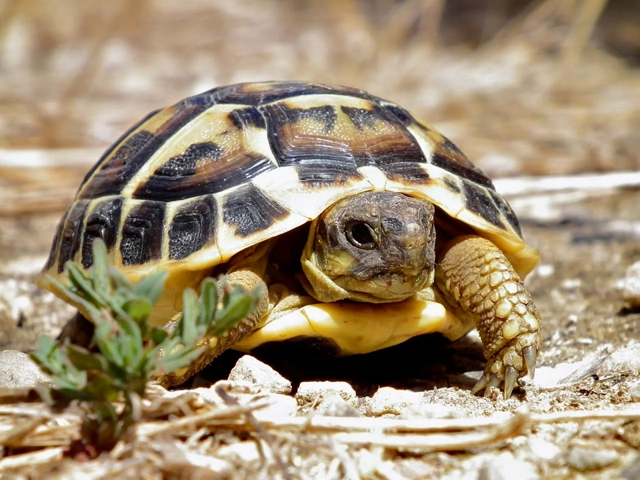 Среднеазиатская черепаха Среднеазиатская