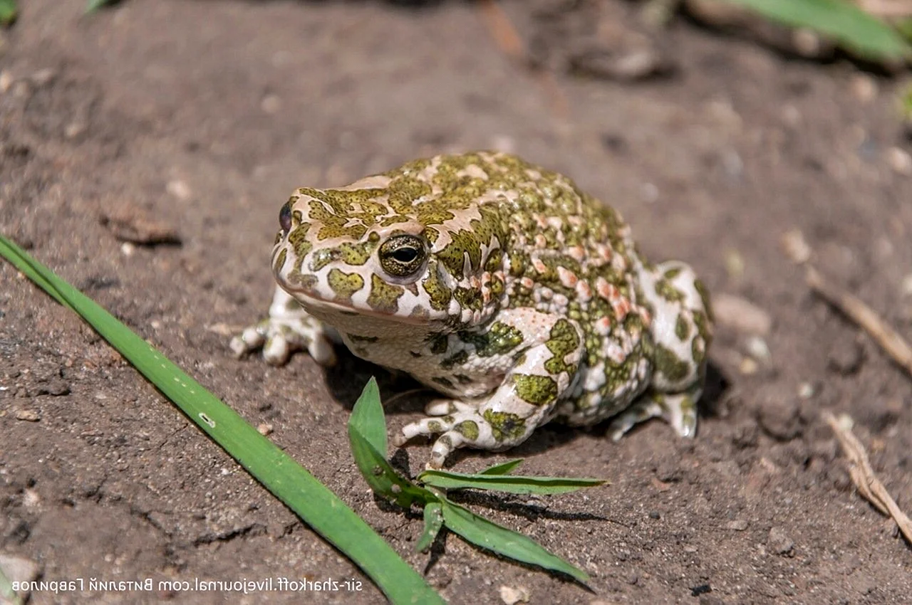 Среднеазиатская зеленая жаба