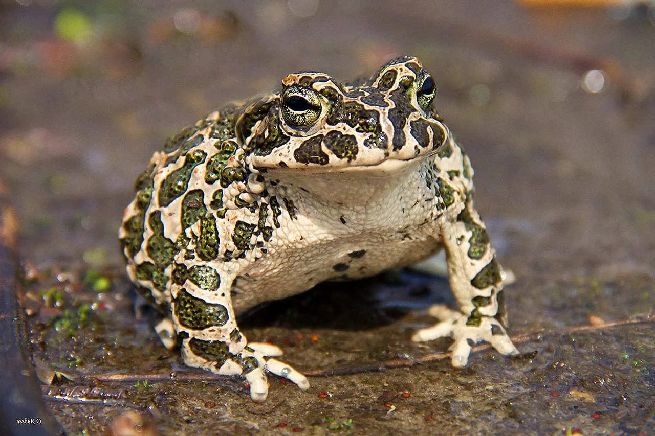 Среднеазиатская жаба