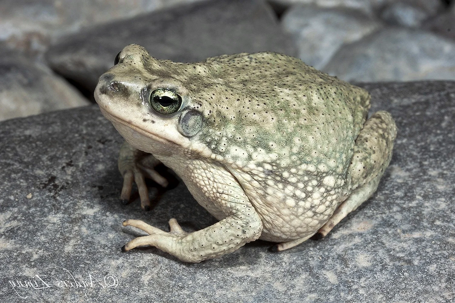 Среднеазиатская жаба