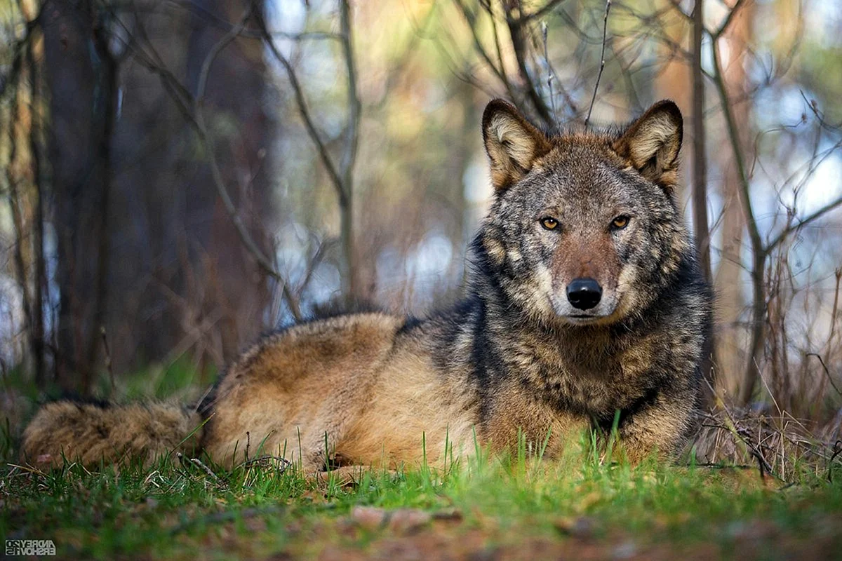 Среднерусский Лесной волк