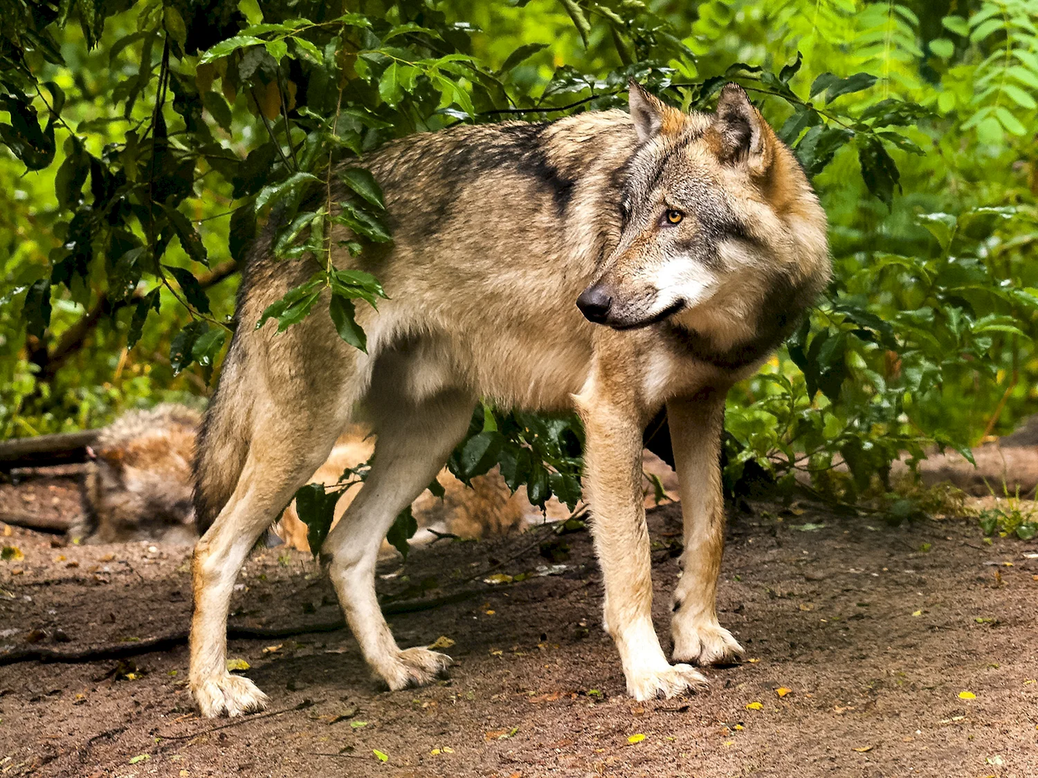 Среднерусский Лесной волк