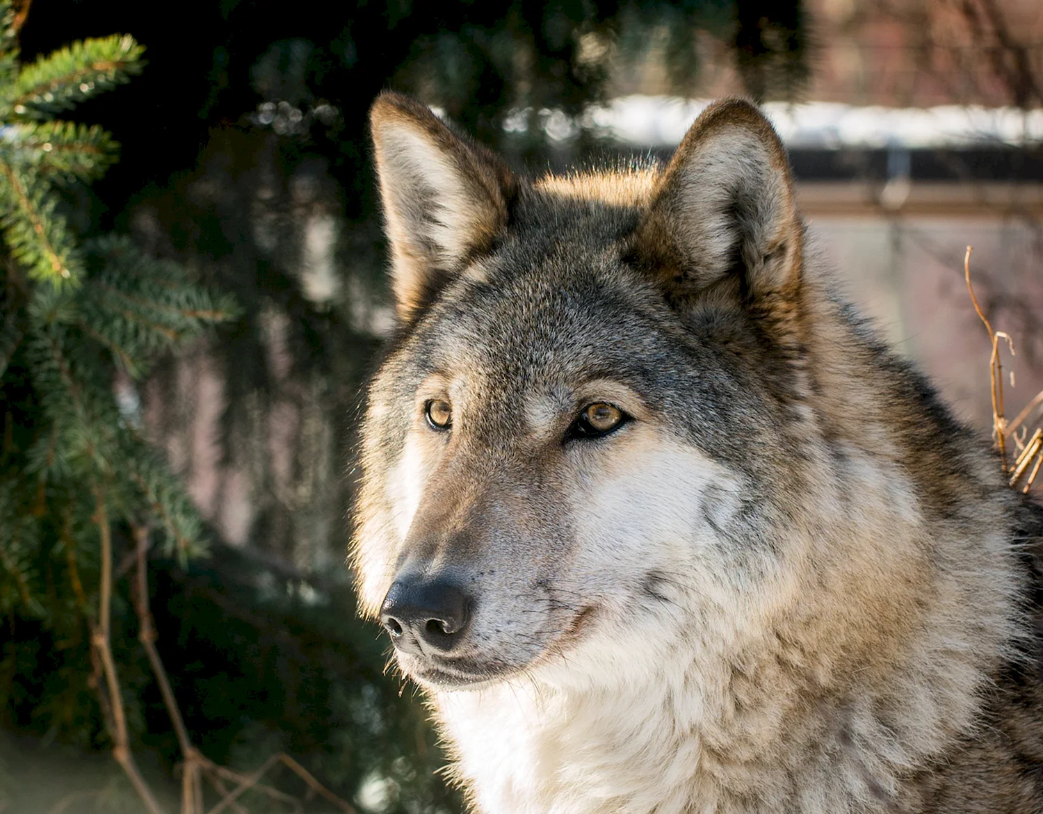 Среднерусский волк