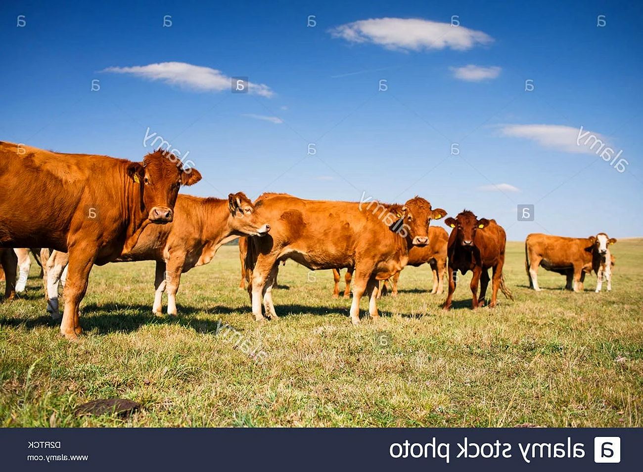Стадо коров красно степные