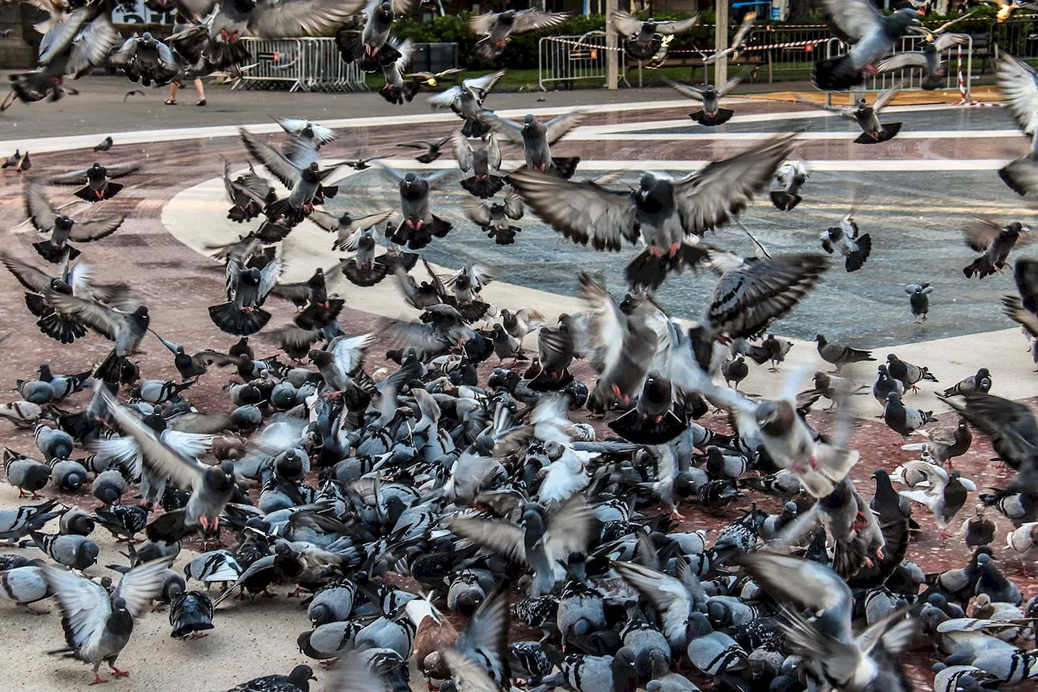 Стая голубей в городе
