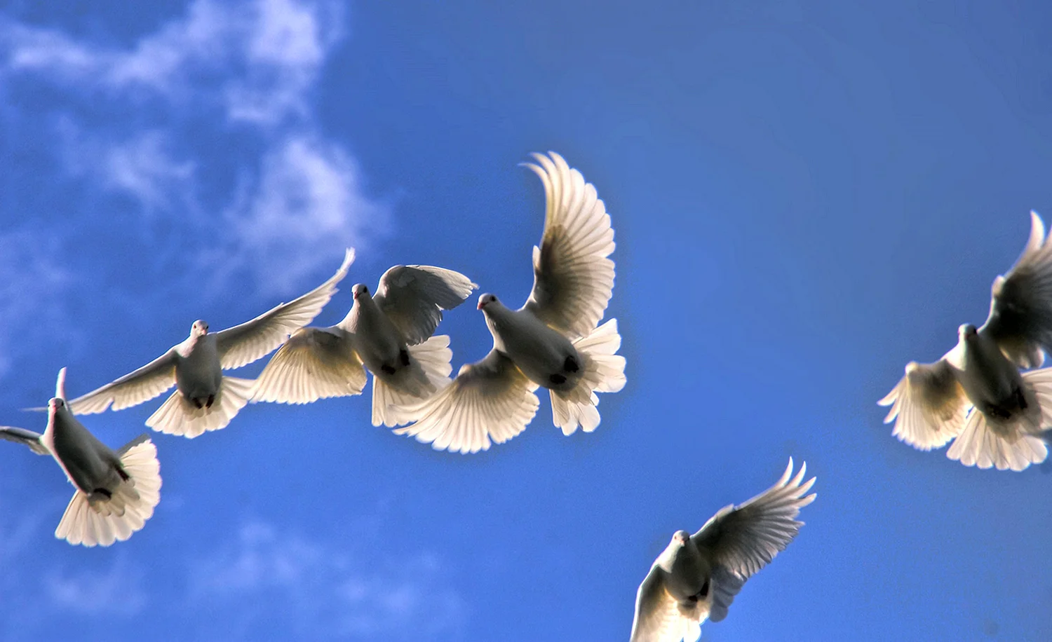 Стая голубей в небе