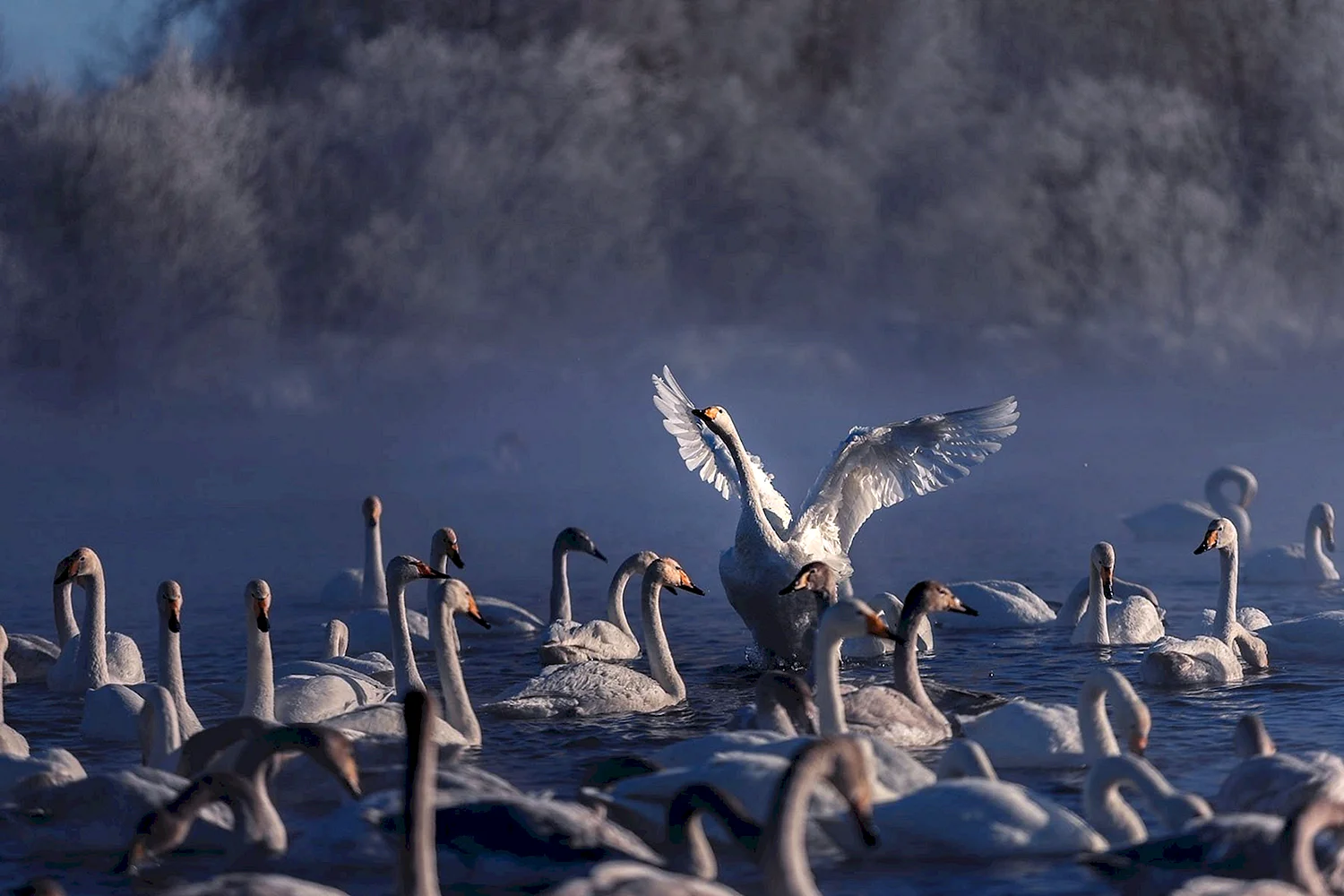 Стая лебедей на озере
