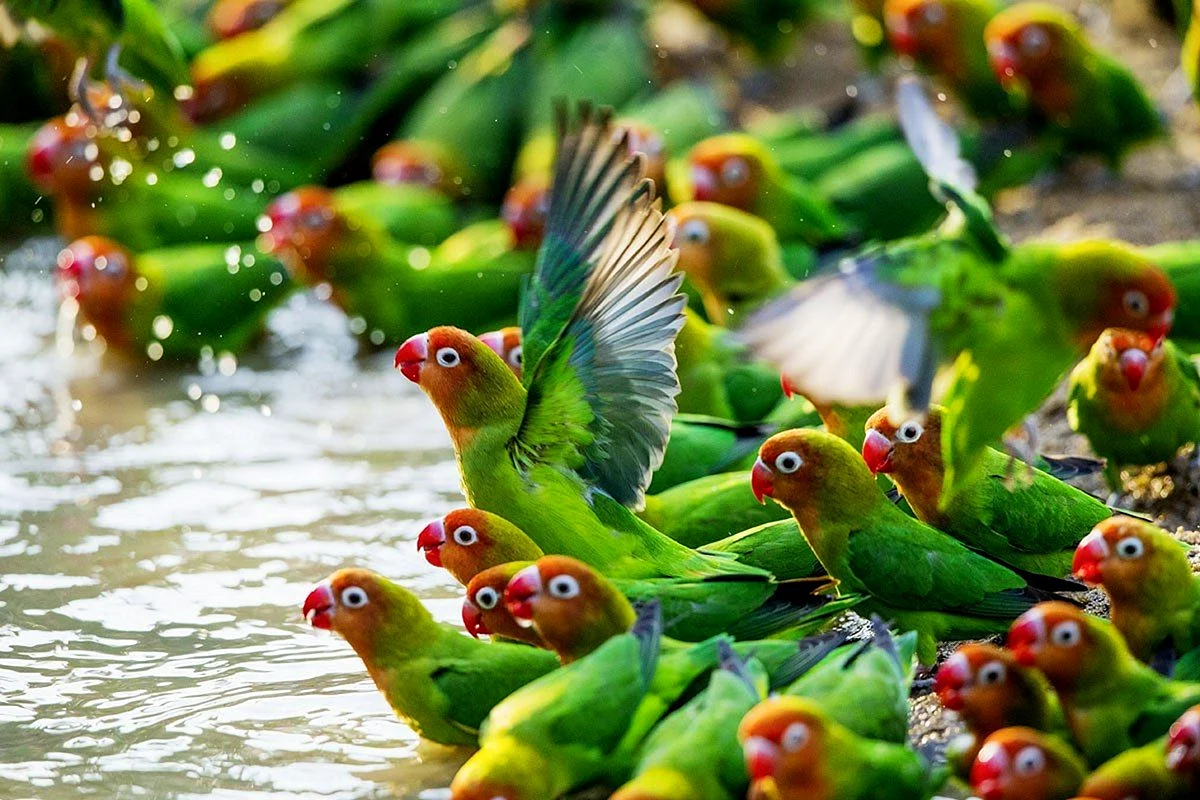Стая попугаев