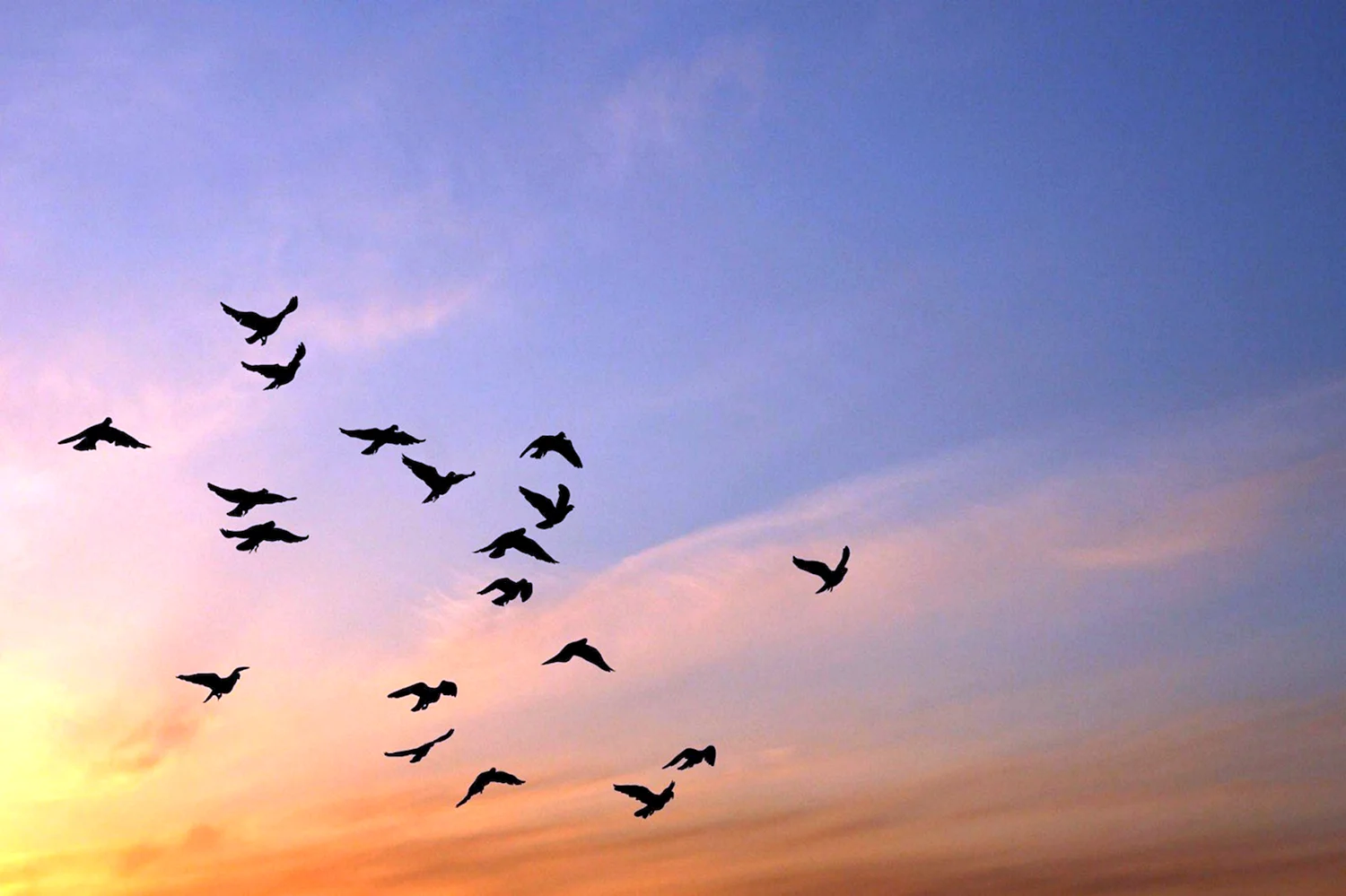 В небе птицы и перышки их фон картинки фото рисунки скачать