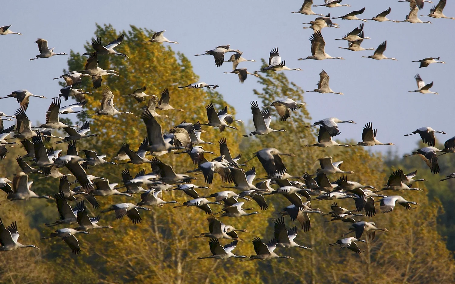 Стайки птиц улетающих на Юг Журавли