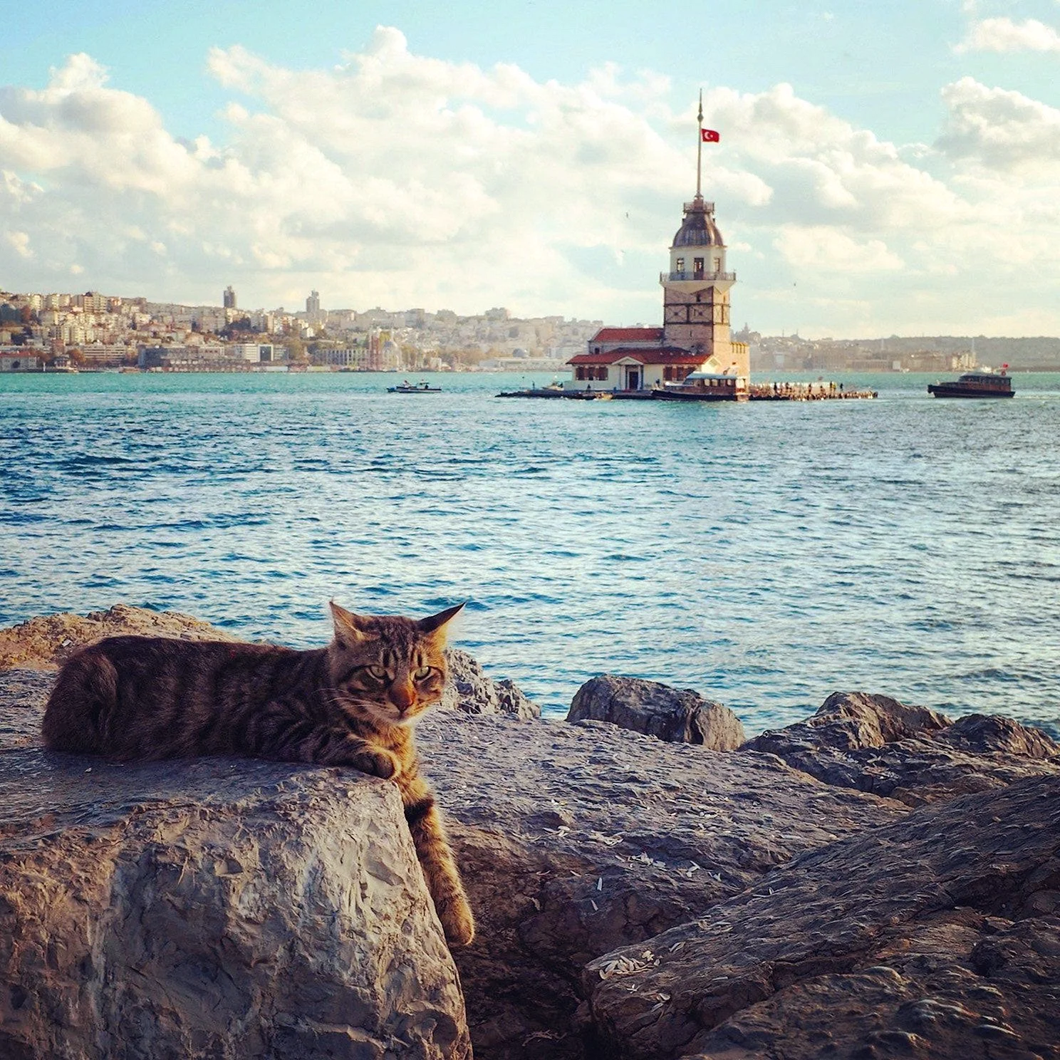 Стамбул Босфор кошка
