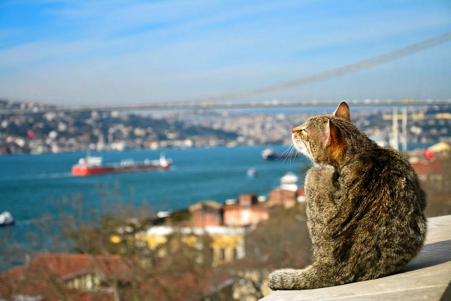 Стамбул город кошек гли