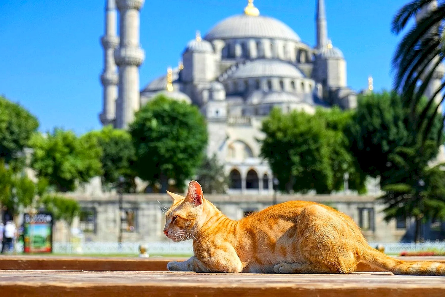 Стамбул кот мечеть