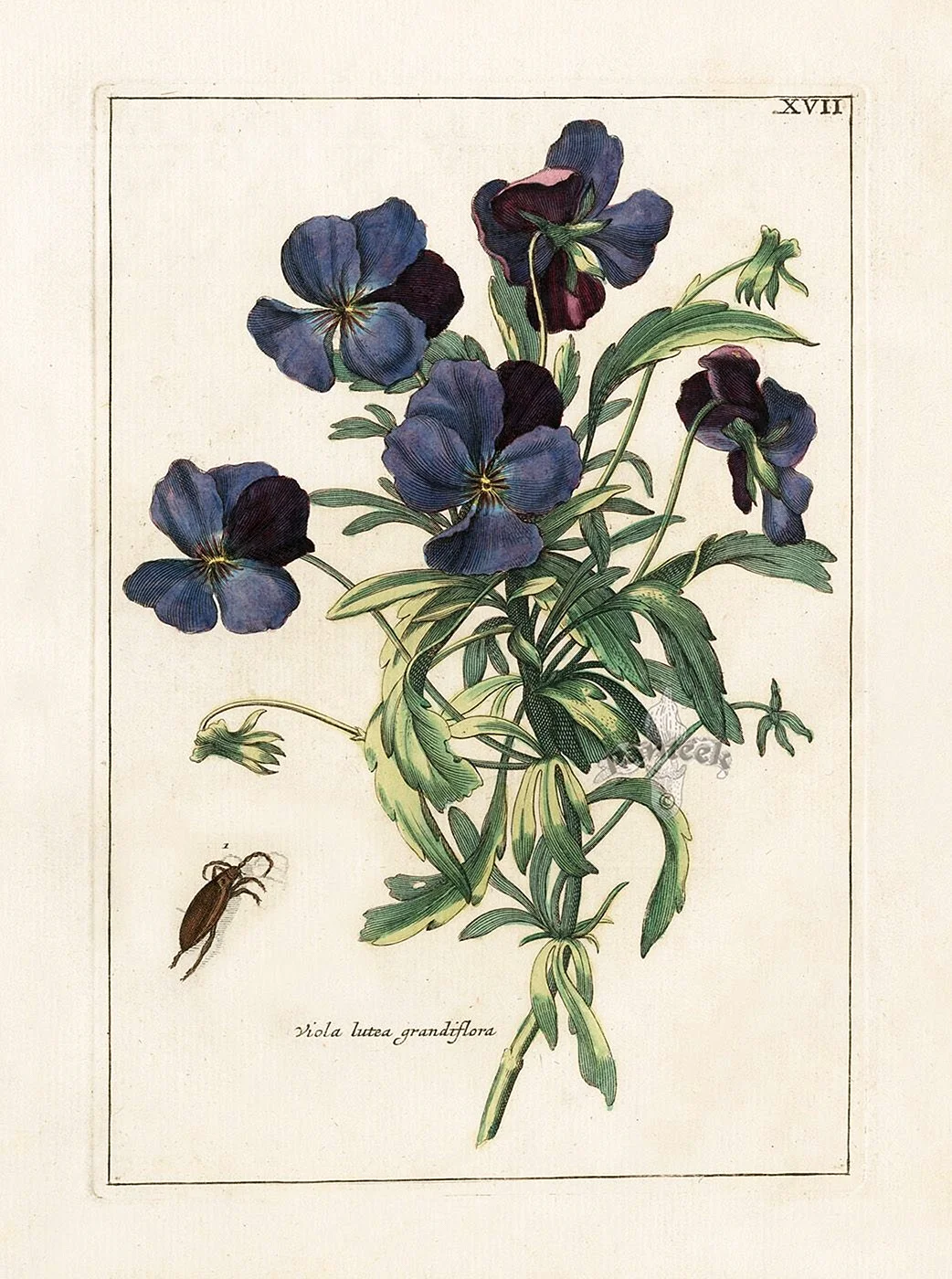 Старинная гравюра Ботаническая Клевер в цвете