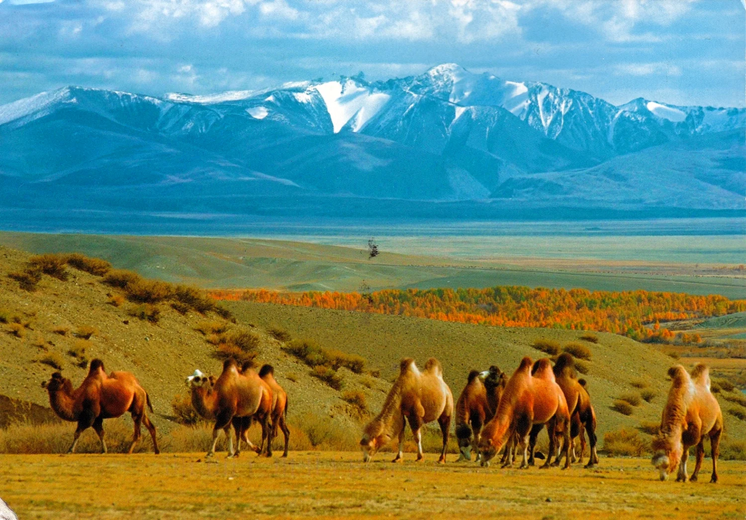 Степи Казахстана Монголии Узбекистана