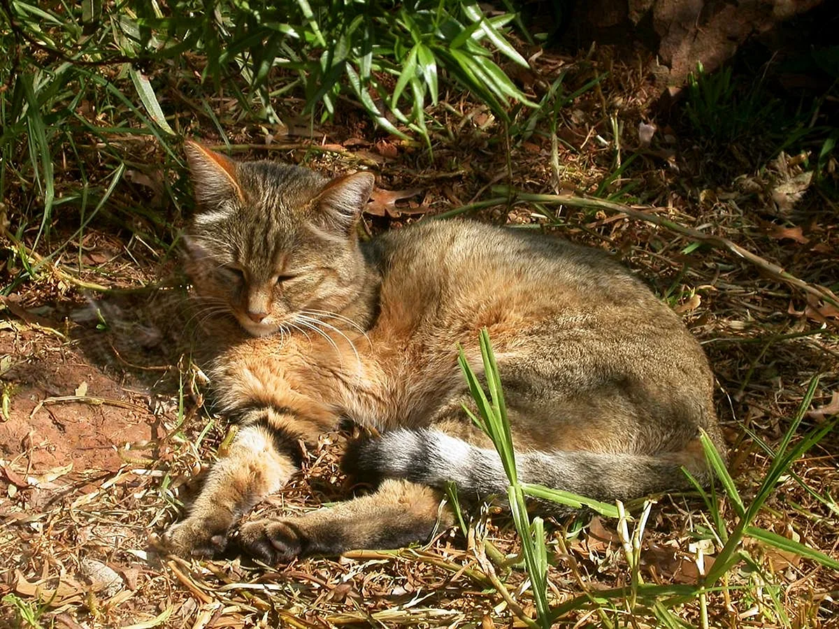 Степная кошка (Felis Libyca)