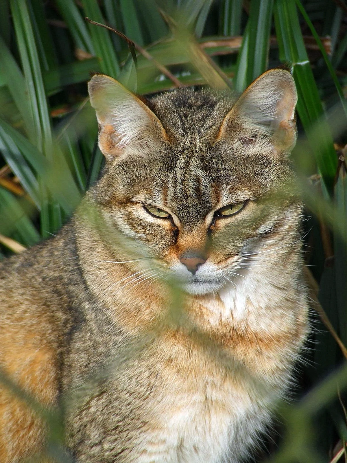 Степная кошка (Felis Libyca)
