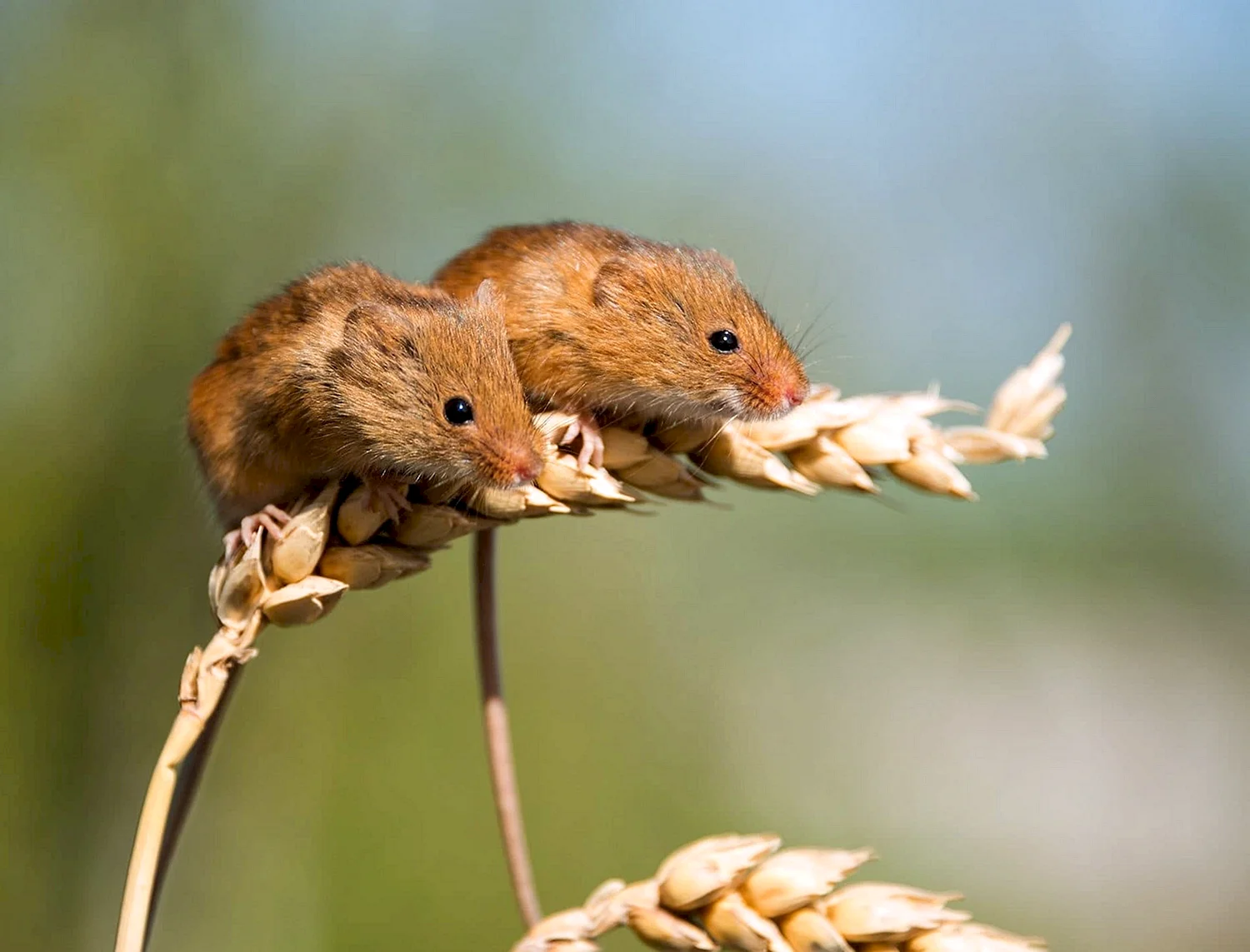 Степная мышь полевка