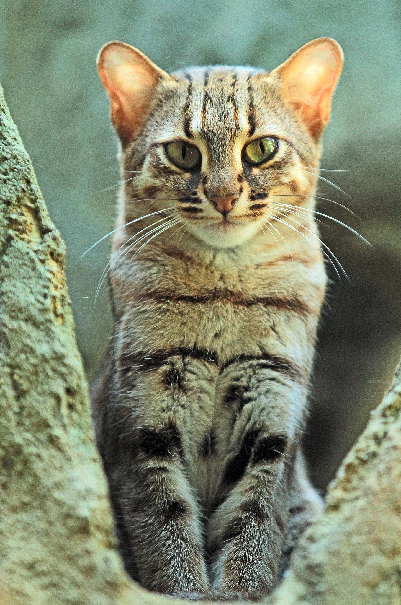 Степной кот (Felis Silvestris lybica)